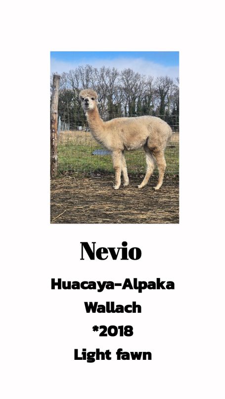 Nevio
