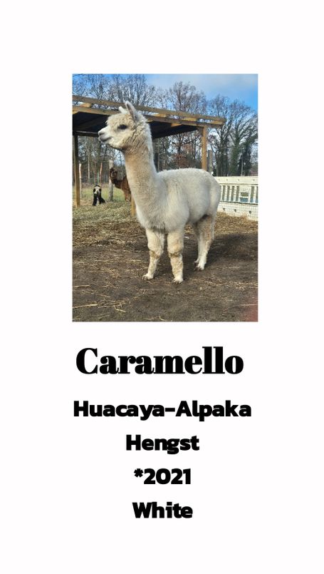 Caramello