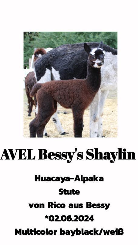AVEL Bessy's Shaylin 